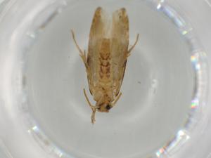  ( - BIOUG63791-D07)  @11 [ ] CreativeCommons - Attribution (2021) Centre for Biodiversity Genomics Centre for Biodiversity Genomics