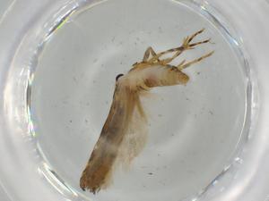  ( - BIOUG63791-E06)  @11 [ ] CreativeCommons - Attribution (2021) Centre for Biodiversity Genomics Centre for Biodiversity Genomics