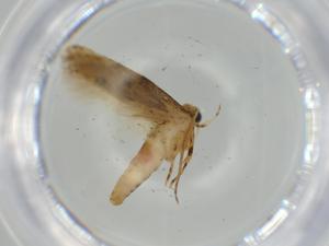  ( - BIOUG63797-G06)  @11 [ ] CreativeCommons - Attribution (2021) Centre for Biodiversity Genomics Centre for Biodiversity Genomics