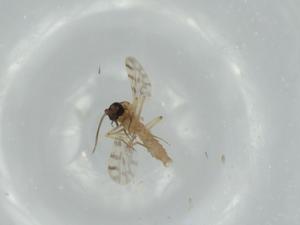  ( - BIOUG63800-B08)  @11 [ ] CreativeCommons - Attribution (2021) Centre for Biodiversity Genomics Centre for Biodiversity Genomics