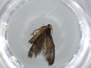  ( - BIOUG65038-C01)  @11 [ ] CreativeCommons - Attribution (2021) Centre for Biodiversity Genomics Centre for Biodiversity Genomics