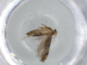  (gelMalaise01 Malaise8567 - BIOUG65038-A02)  @11 [ ] CreativeCommons - Attribution (2021) Centre for Biodiversity Genomics Centre for Biodiversity Genomics