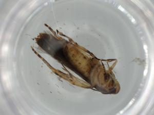  ( - BIOUG65492-H03)  @11 [ ] CreativeCommons - Attribution (2021) Centre for Biodiversity Genomics Centre for Biodiversity Genomics