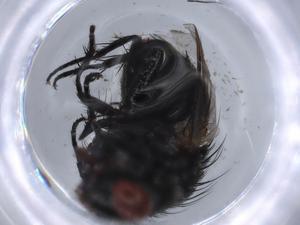  ( - BIOUG65347-A09)  @11 [ ] CreativeCommons - Attribution (2021) Centre for Biodiversity Genomics Centre for Biodiversity Genomics