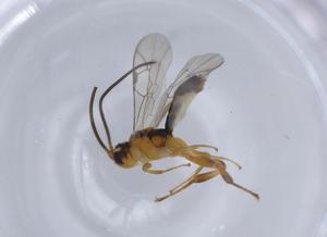  ( - BIOUG65247-A06)  @11 [ ] CreativeCommons - Attribution (2021) Centre for Biodiversity Genomics Centre for Biodiversity Genomics