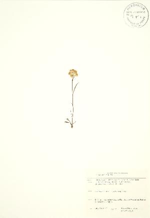  ( - SNEW055_A)  @11 [ ] Copyright (2009) Steven Newmaster University of Guelph BIO Herbarium