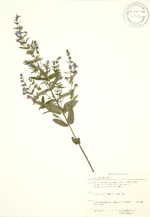  (Scutellaria galericulata - SNEW044a_A)  @11 [ ] Copyright (2009) Steven Newmaster University of Guelph BIO Herbarium