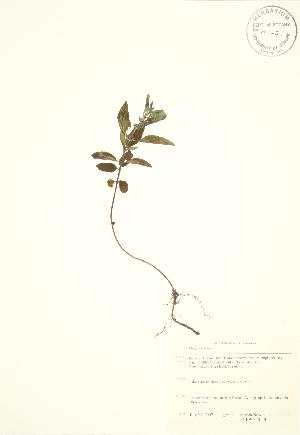  ( - SNEW043b_B)  @11 [ ] Copyright (2009) Steven Newmaster University of Guelph BIO Herbarium