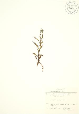  ( - SNEW039_B)  @11 [ ] Copyright (2009) Steven Newmaster University of Guelph BIO Herbarium