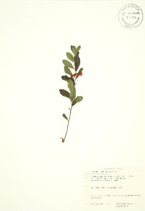  ( - SNEW026_A)  @11 [ ] Copyright (2009) Steven Newmaster University of Guelph BIO Herbarium