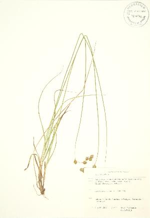  ( - SNEW011_B)  @11 [ ] Copyright (2009) Steven Newmaster University of Guelph BIO Herbarium