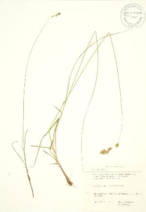  (Carex foenea - SNEW011_A)  @11 [ ] Copyright (2009) Steven Newmaster University of Guelph BIO Herbarium