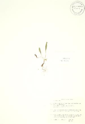  (Viola lanceolata - PHK 019)  @11 [ ] Copyright (2009) Steven Newmaster University of Guelph BIO Herbarium