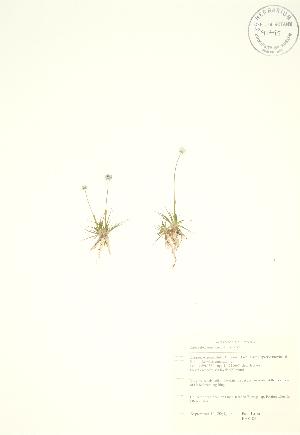  ( - PHK 020)  @11 [ ] Copyright (2009) Steven Newmaster University of Guelph BIO Herbarium