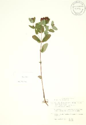 ( - PHK 021)  @11 [ ] Copyright (2009) Steven Newmaster University of Guelph BIO Herbarium