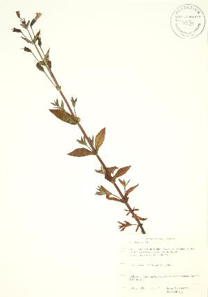  ( - SNEW040a_B)  @11 [ ] Copyright (2009) Steven Newmaster University of Guelph BIO Herbarium