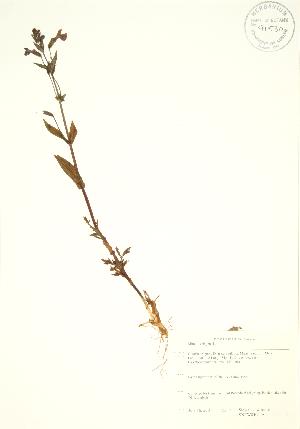  ( - SNEW040a_A)  @11 [ ] Copyright (2009) Steven Newmaster University of Guelph BIO Herbarium