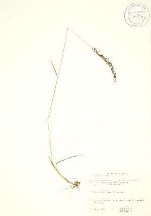 ( - SNEW040_B)  @11 [ ] Copyright (2009) Steven Newmaster University of Guelph BIO Herbarium