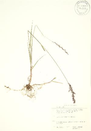  ( - SNEW040_A)  @11 [ ] Copyright (2009) Steven Newmaster University of Guelph BIO Herbarium