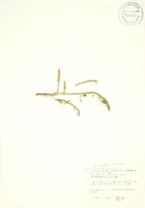  (Lycopodiella inundata - PHK 017)  @11 [ ] Copyright (2009) Steven Newmaster University of Guelph BIO Herbarium