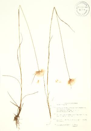  ( - PHK 005)  @11 [ ] Copyright (2009) Steven Newmaster University of Guelph BIO Herbarium