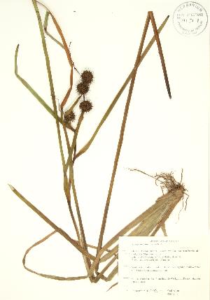  ( - PHK 003)  @11 [ ] Copyright (2009) Steven Newmaster University of Guelph BIO Herbarium