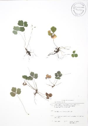  ( - SNEW001_A)  @11 [ ] Copyright (2009) Steven Newmaster University of Guelph BIO Herbarium