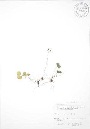  ( - SNEW001_B)  @11 [ ] Copyright (2009) Steven Newmaster University of Guelph BIO Herbarium