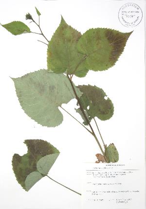  ( - SNEW002_A)  @11 [ ] Copyright (2009) Steven Newmaster University of Guelph BIO Herbarium