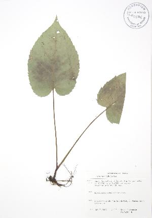  ( - SNEW002_B)  @11 [ ] Copyright (2009) Steven Newmaster University of Guelph BIO Herbarium