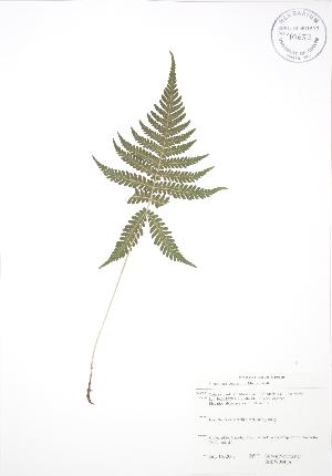  ( - SNEW004_A)  @11 [ ] Copyright (2009) Steven Newmaster University of Guelph BIO Herbarium
