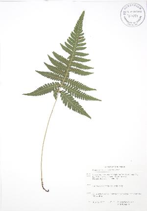  ( - SNEW004_B)  @11 [ ] Copyright (2009) Steven Newmaster University of Guelph BIO Herbarium