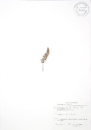  ( - SNEW030_A)  @11 [ ] Copyright (2009) Steven Newmaster University of Guelph BIO Herbarium