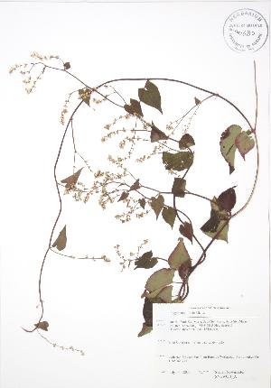  (Fallopia cilinodis - SNEW031_A)  @11 [ ] Copyright (2009) Steven Newmaster University of Guelph BIO Herbarium