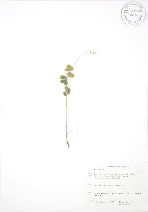  ( - SNEW032_A)  @11 [ ] Copyright (2009) Steven Newmaster University of Guelph BIO Herbarium