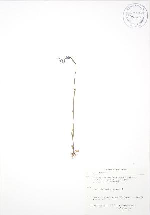  ( - SNEW037_A)  @11 [ ] Copyright (2009) Steven Newmaster University of Guelph BIO Herbarium