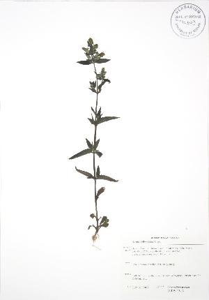  ( - SNEW038_A)  @11 [ ] Copyright (2009) Steven Newmaster University of Guelph BIO Herbarium