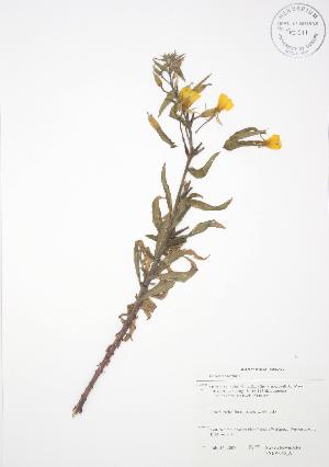 ( - SNEW046_A)  @11 [ ] Copyright (2009) Steven Newmaster University of Guelph BIO Herbarium