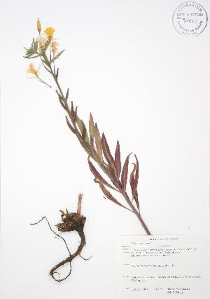  ( - SNEW046_B)  @11 [ ] Copyright (2009) Steven Newmaster University of Guelph BIO Herbarium