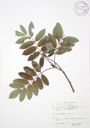  ( - SNEW059_A)  @11 [ ] Copyright (2009) Steven Newmaster University of Guelph BIO Herbarium