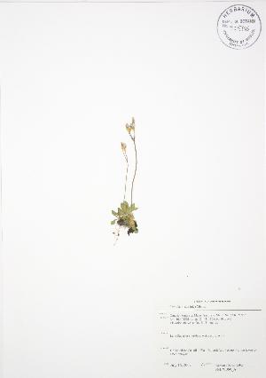  ( - SNEW060_A)  @11 [ ] Copyright (2009) Steven Newmaster University of Guelph BIO Herbarium
