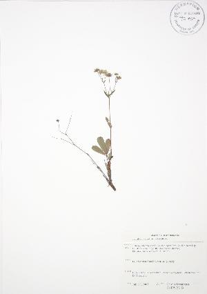  ( - SNEW053_B)  @11 [ ] Copyright (2009) Steven Newmaster University of Guelph BIO Herbarium