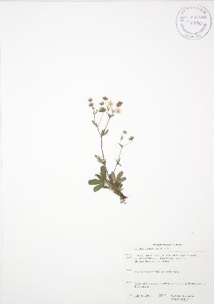  ( - SNEW053_A)  @11 [ ] Copyright (2009) Steven Newmaster University of Guelph BIO Herbarium