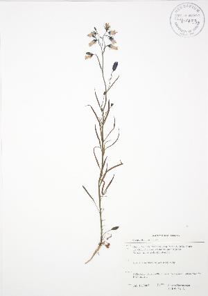  ( - SNEW056_A)  @11 [ ] Copyright (2009) Steven Newmaster University of Guelph BIO Herbarium