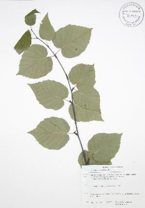  ( - SNEW019_B)  @11 [ ] Copyright (2009) Steven Newmaster University of Guelph BIO Herbarium