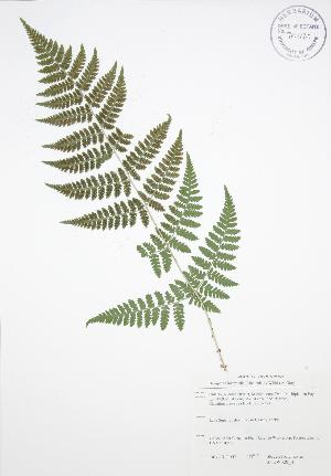  ( - SNEW020_B)  @11 [ ] Copyright (2009) Steven Newmaster University of Guelph BIO Herbarium