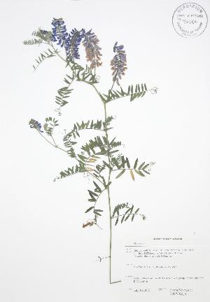  ( - SNEW022_A)  @11 [ ] Copyright (2009) Steven Newmaster University of Guelph BIO Herbarium