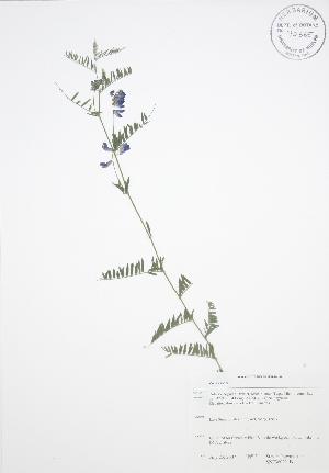  ( - SNEW022_B)  @11 [ ] Copyright (2009) Steven Newmaster University of Guelph BIO Herbarium