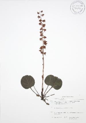  ( - SNEW027_A)  @11 [ ] Copyright (2009) Steven Newmaster University of Guelph BIO Herbarium