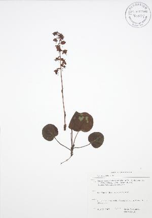  (Pyrola asarifolia - SNEW027_B)  @11 [ ] Copyright (2009) Steven Newmaster University of Guelph BIO Herbarium